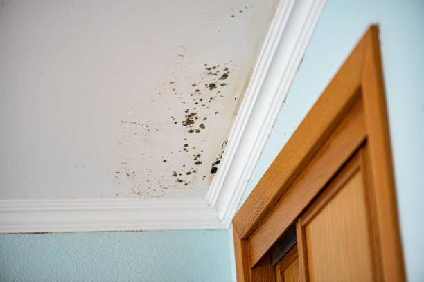 Best Certified Mold Removal  in Locust Grove, GA