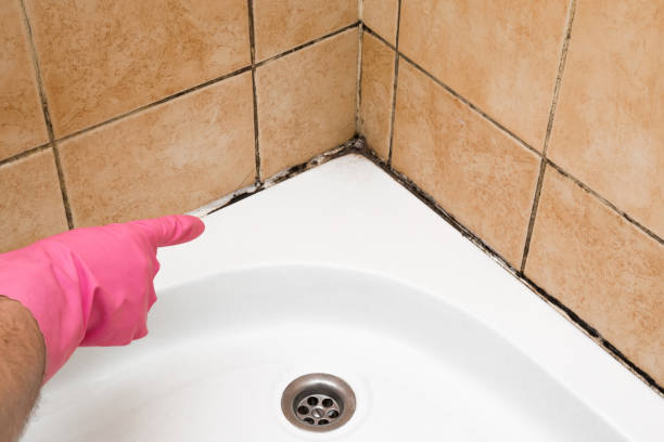 Certified Mold Removal in Locust Grove, GA